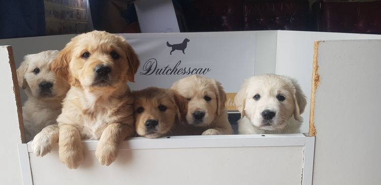Dutchesscav Golden Retrievers