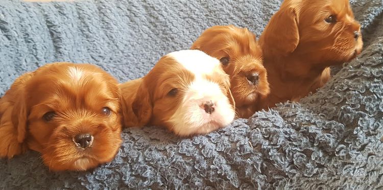 Dutchesscav Cavalier King Charles Spaniels