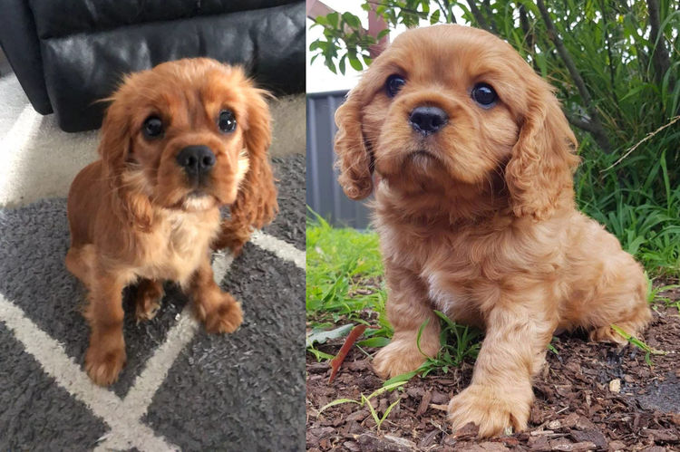 Dutchesscav Cavalier King Charles Spaniels