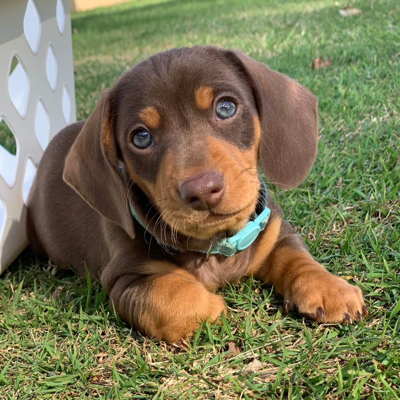 KR Mini Dachshunds, responsible breeder in Queensland - RightPaw