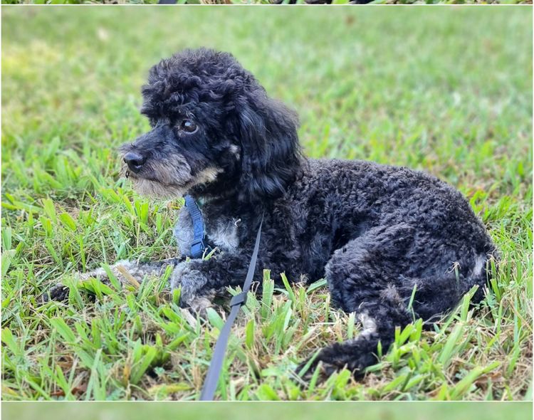 Ma's Poodles