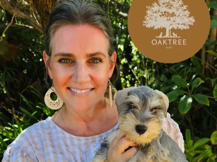 OAKTREE PUPS (Miniature Schnoodles)