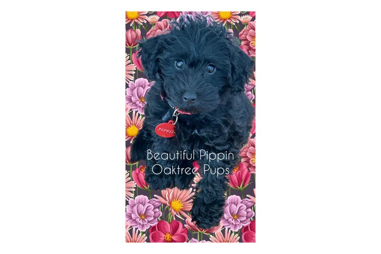 OAKTREE PUPS (Miniature Schnoodles)