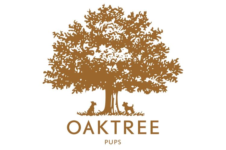 OAKTREE PUPS (Miniature Schnoodles)