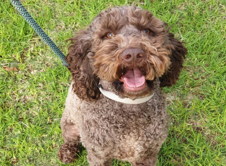 Regal Labradoodles