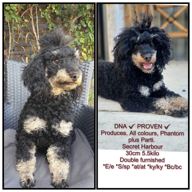 Regal Labradoodles