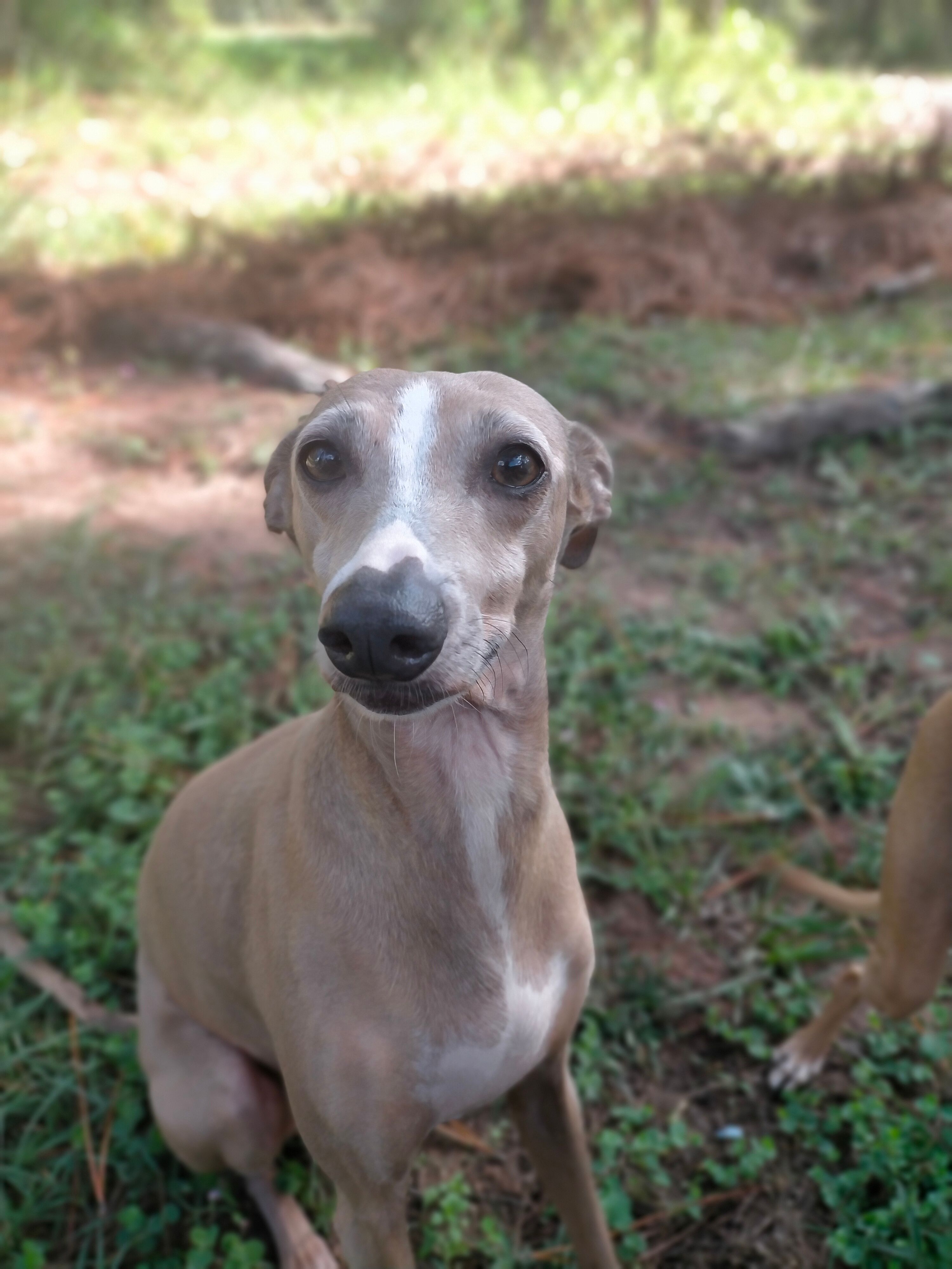 Purebred italian greyhound for deals sale