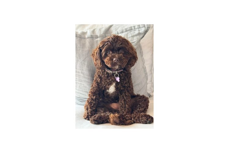Sydney Cavoodles