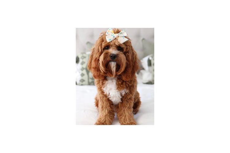 Sydney Cavoodles