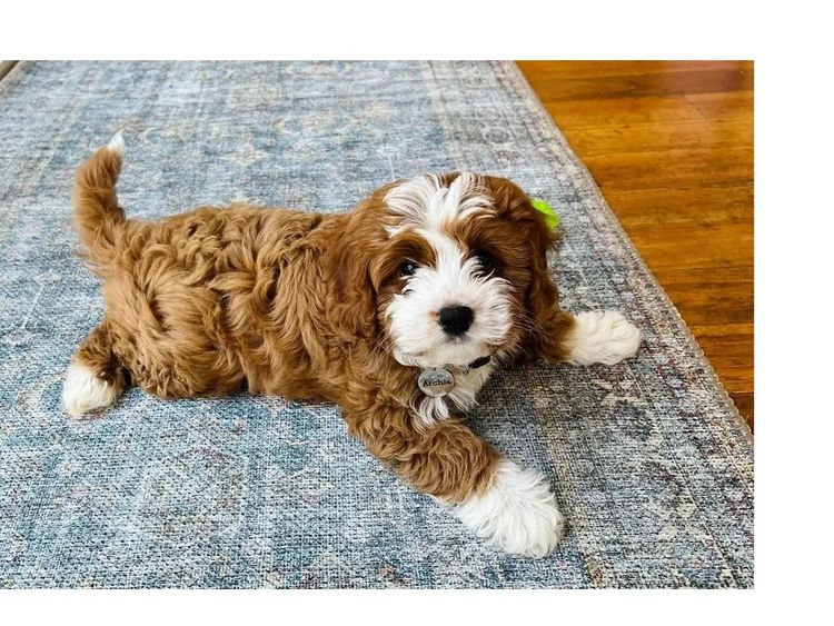 Sydney Cavoodles