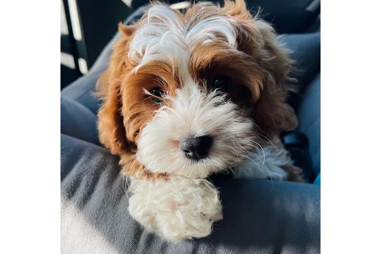 Sydney Cavoodles