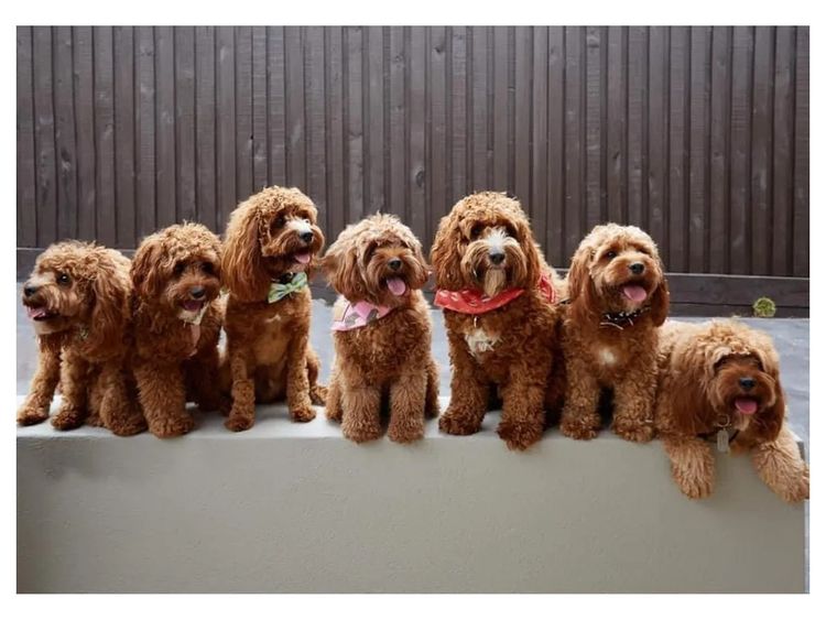 Sydney Cavoodles