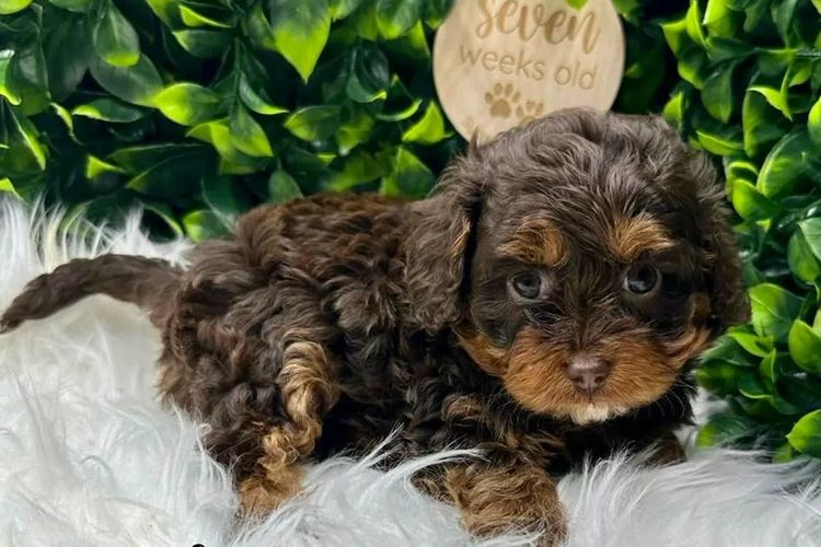 Sydney Cavoodles