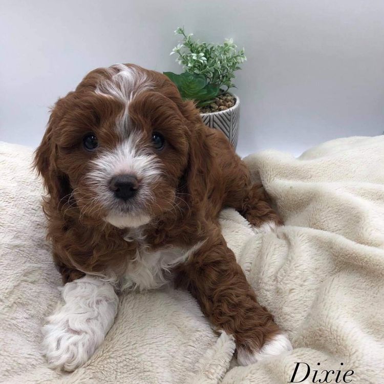 Sydney Cavoodles
