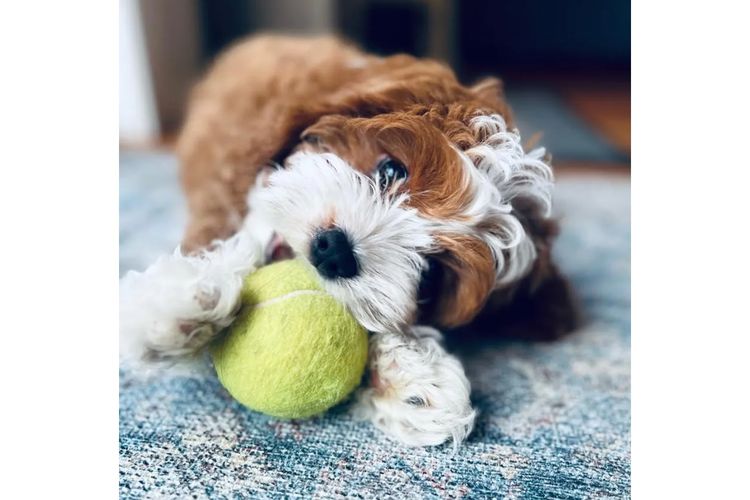 Sydney Cavoodles