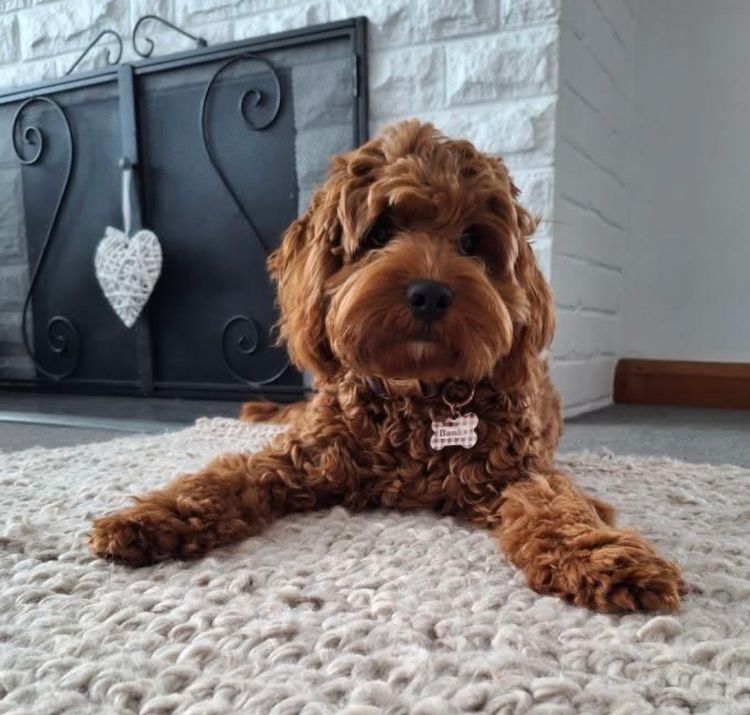 Sydney Cavoodles