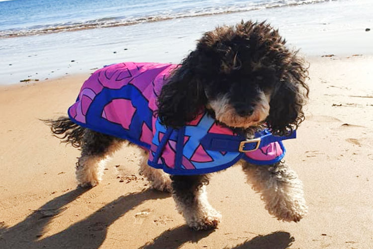 Rainbowluv Poodles
