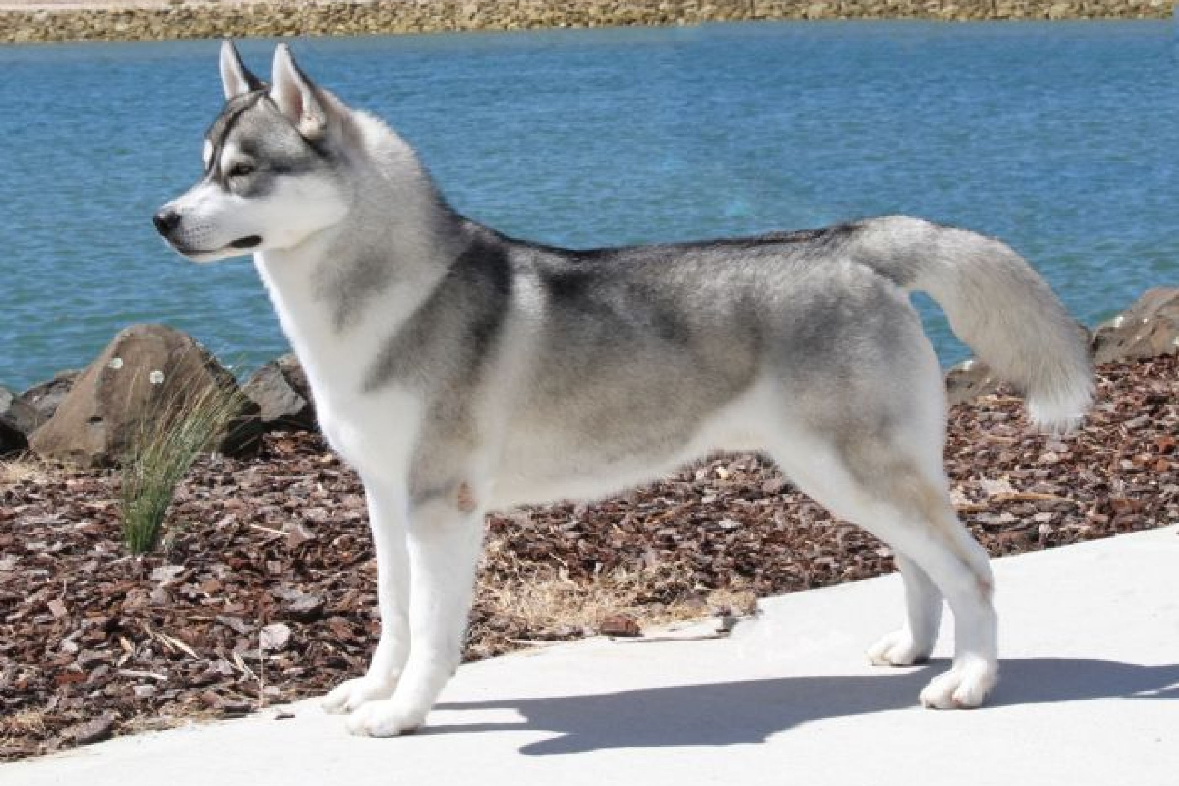Arctickara Siberian Huskies responsible breeder in Tasmania