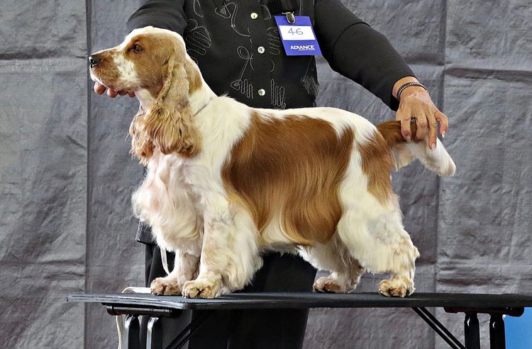 Kintail English Cocker Spaniels