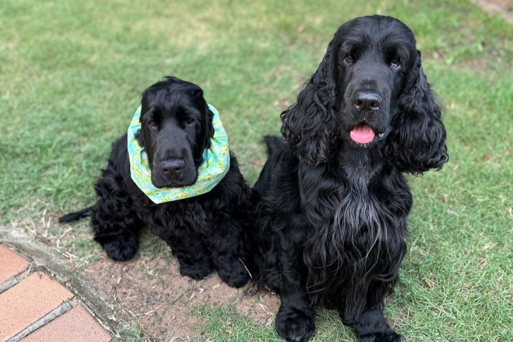 Kintail English Cocker Spaniels