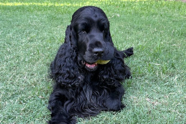 Kintail English Cocker Spaniels