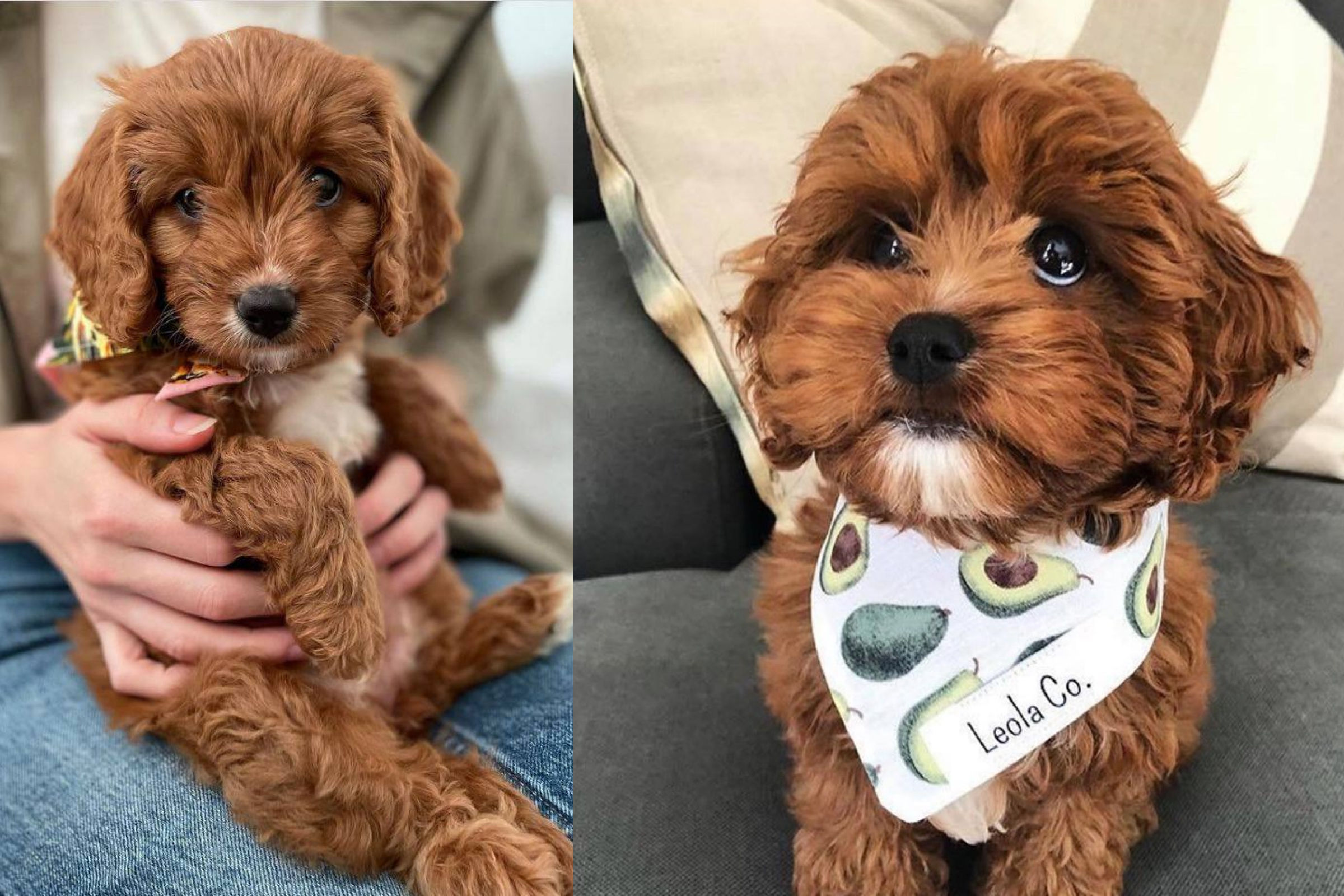 teddy cavoodle