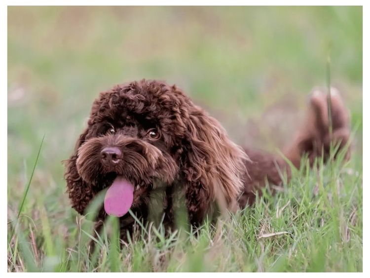 Waterhill Cavoodles | Sunshine Coast