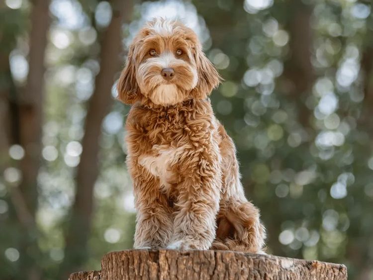 Waterhill Cavoodles | Sunshine Coast