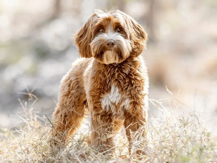 Waterhill Cavoodles | Sunshine Coast