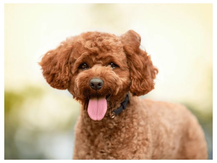 Waterhill Cavoodles | Sunshine Coast