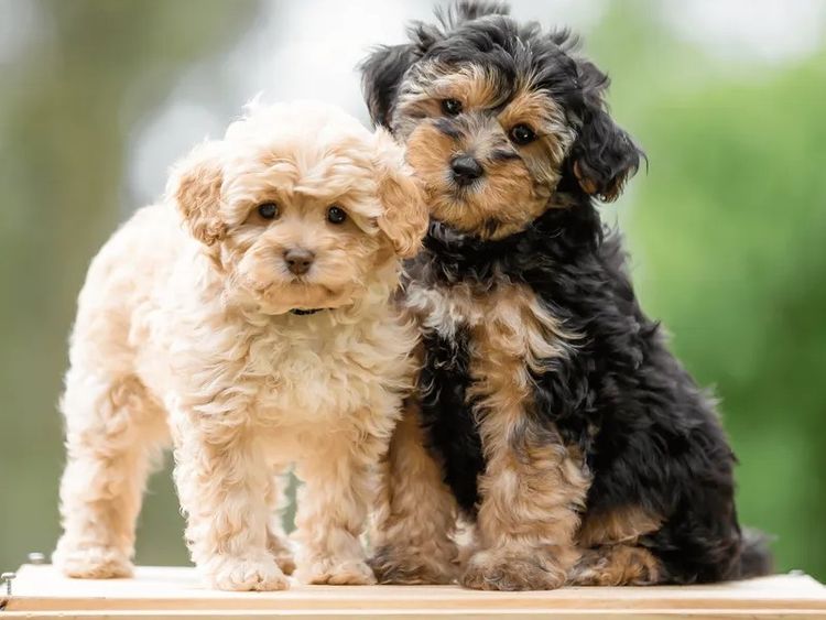 Waterhill Cavoodles | Sunshine Coast