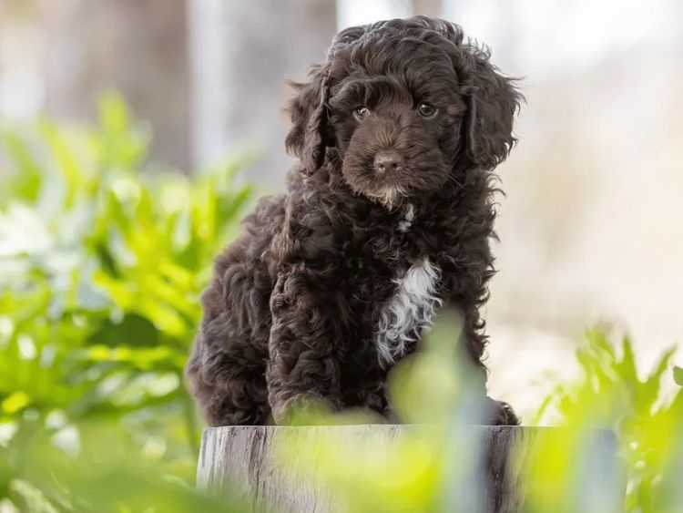 Waterhill Cavoodles | Sunshine Coast