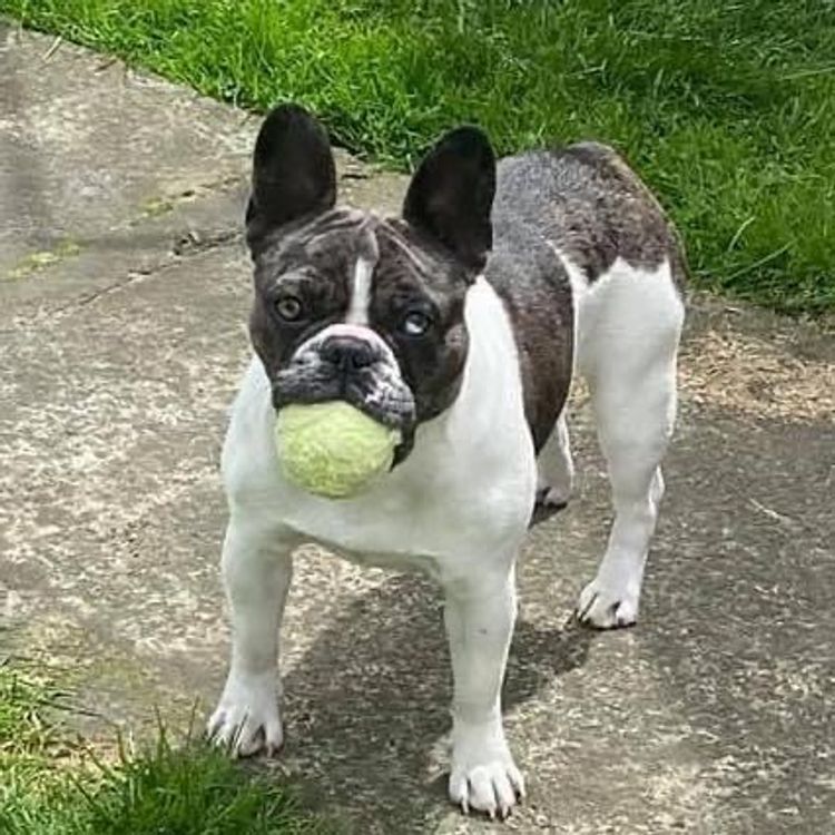 Our World Of Bulldogs