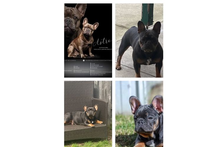 Our World Of Bulldogs