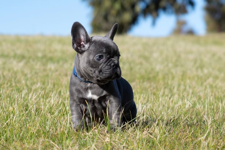 Our World Of Bulldogs