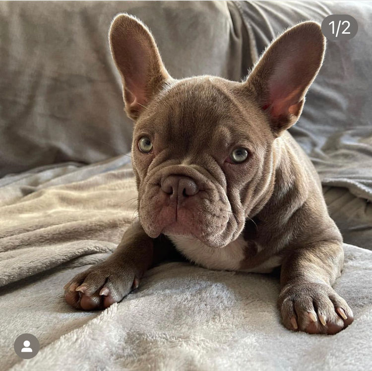 Our World Of Bulldogs