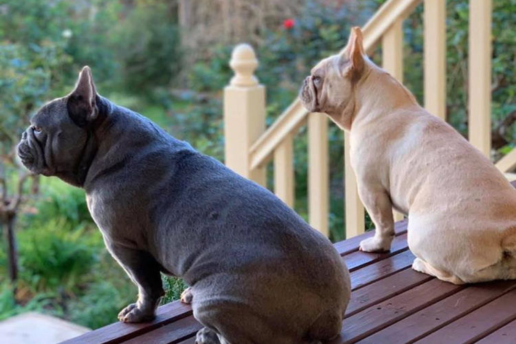 Our World Of Bulldogs