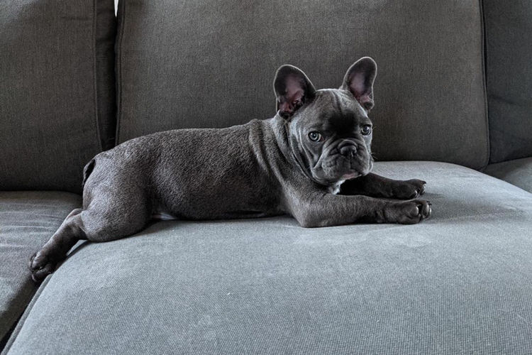 Our World Of Bulldogs