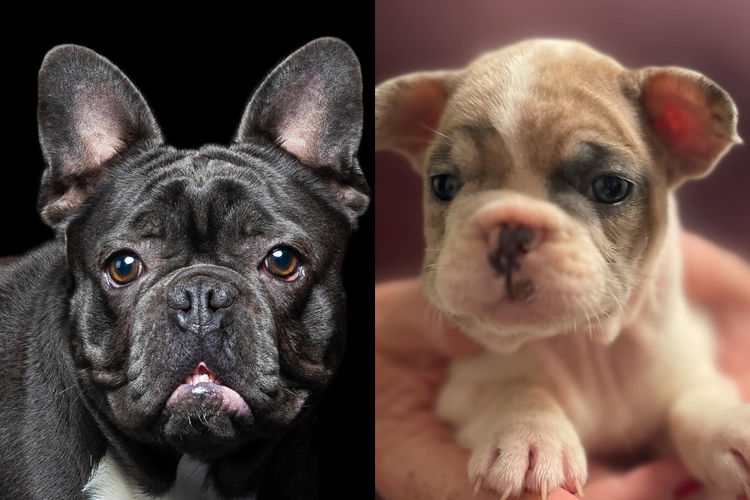Our World Of Bulldogs