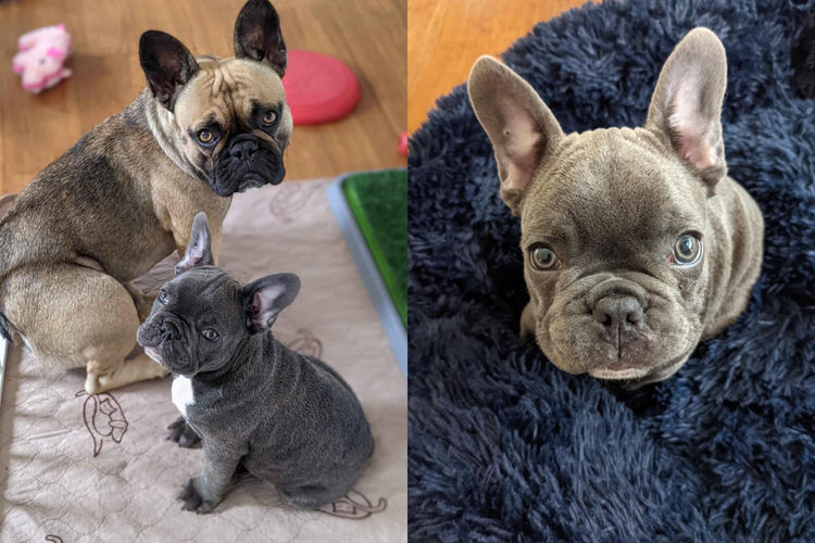 Our World Of Bulldogs