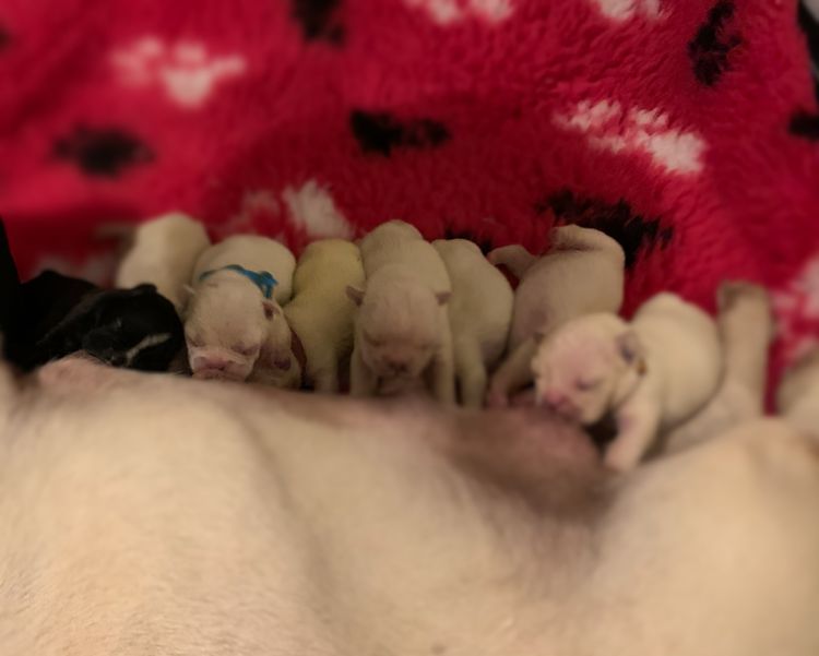 Our World Of Bulldogs