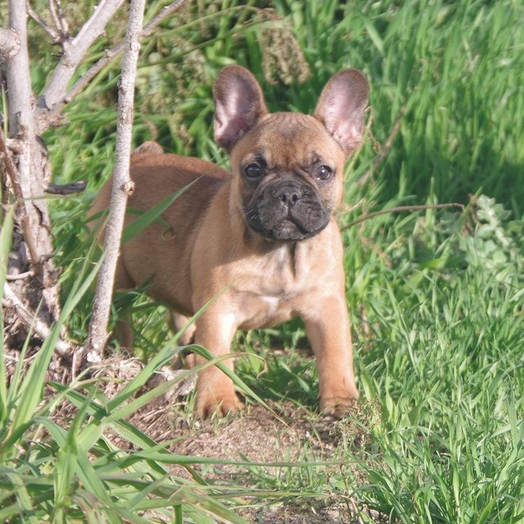 Our World Of Bulldogs