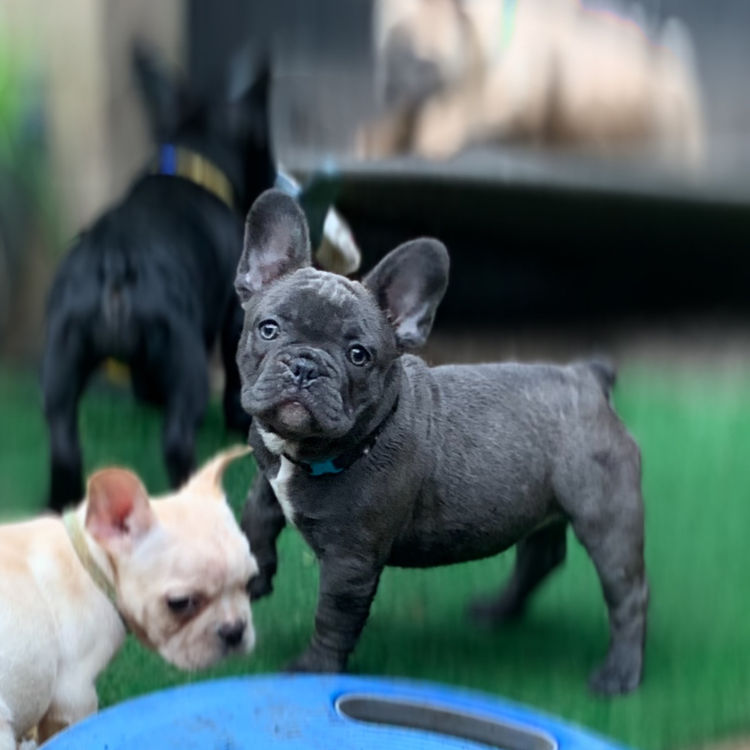 Our World Of Bulldogs