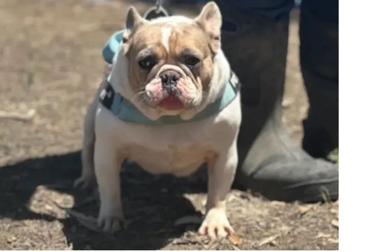 Our World Of Bulldogs
