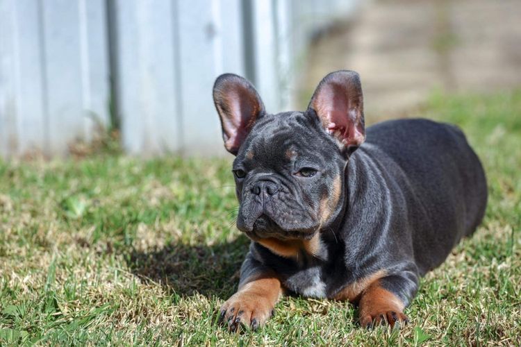 Our World Of Bulldogs