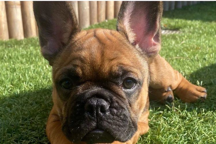 Our World Of Bulldogs