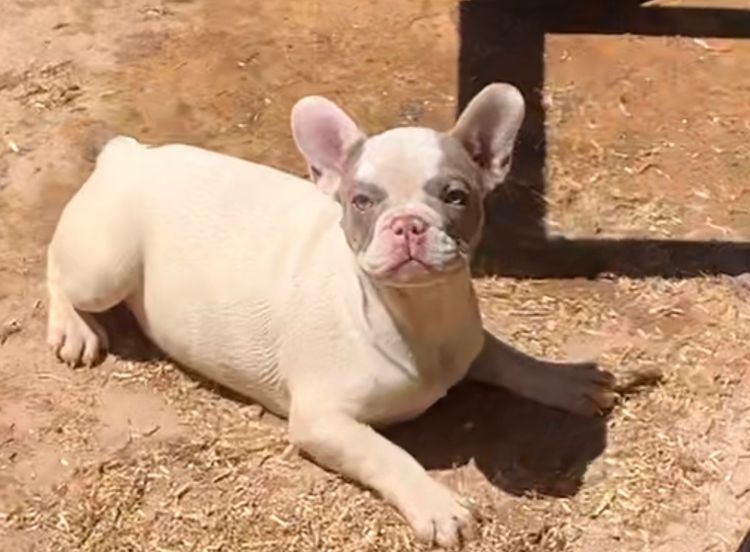 Our World Of Bulldogs