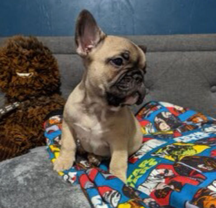 Our World Of Bulldogs