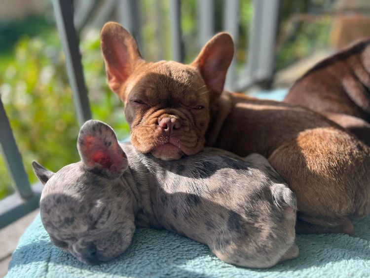 Our World Of Bulldogs
