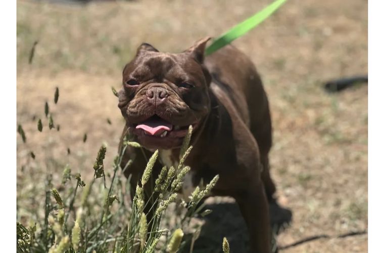 Our World Of Bulldogs